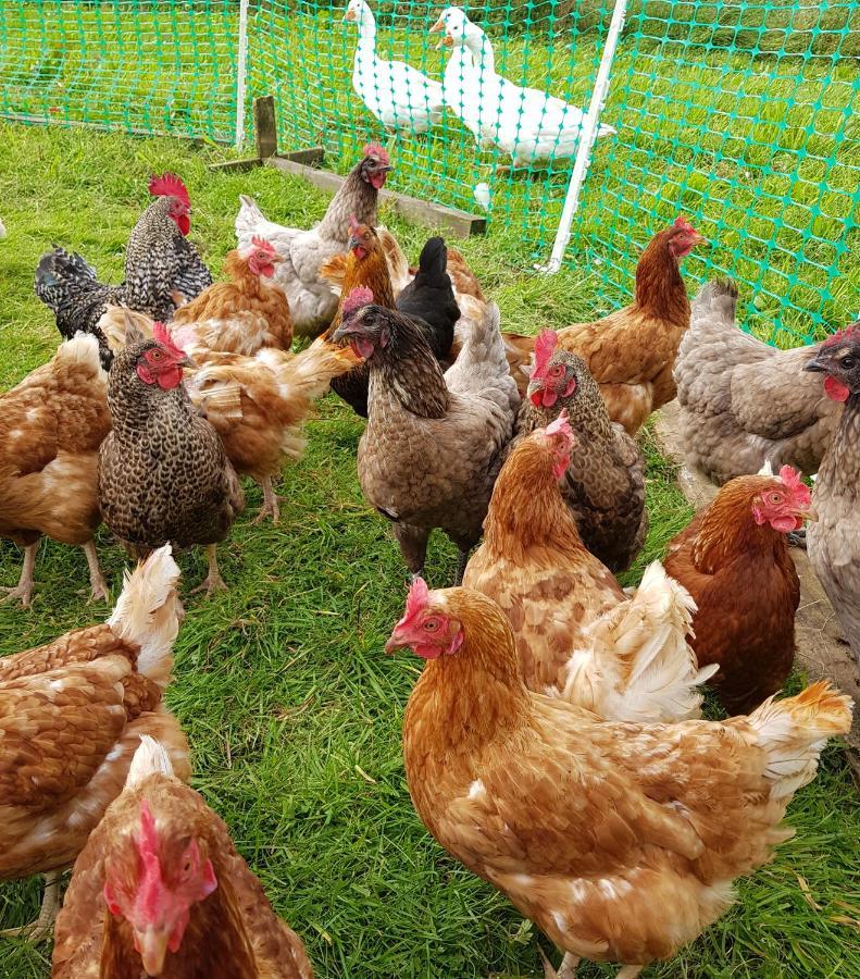 Millar Organics Farm Cottage Duns Esterno foto