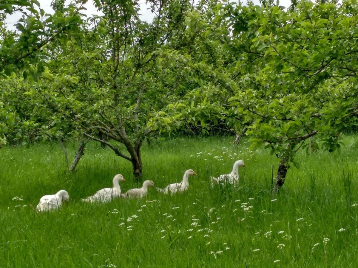 Millar Organics Farm Cottage Duns Esterno foto